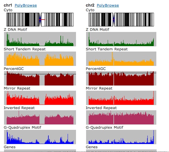 a screenshot of distribution of non-B DNA motifs and genomic features